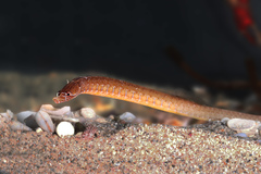 Pugnaso curtirostris