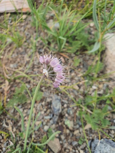 Allium prostratum