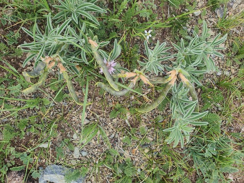 Thermopsis lanceolata, photograph 3