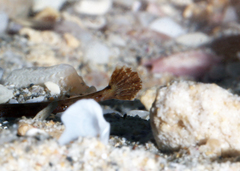 Pugnaso curtirostris