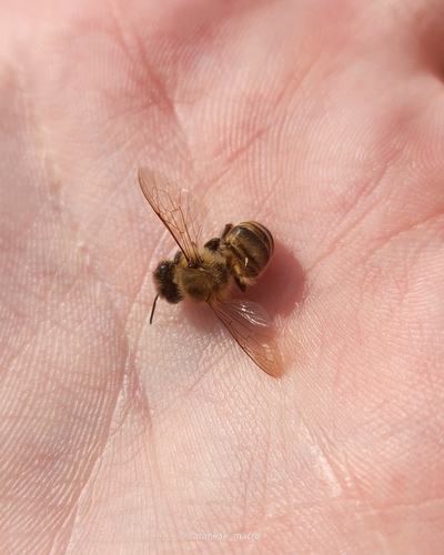 Western Honey Bee