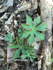Wild geranium