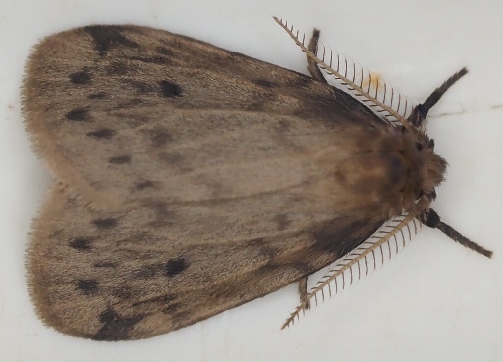 Thumatha fuscescens