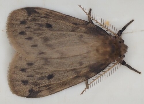Thumatha fuscescens