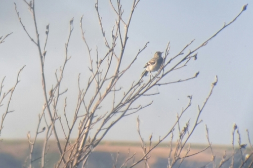 White Wagtail