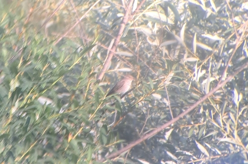 Spotted Flycatcher