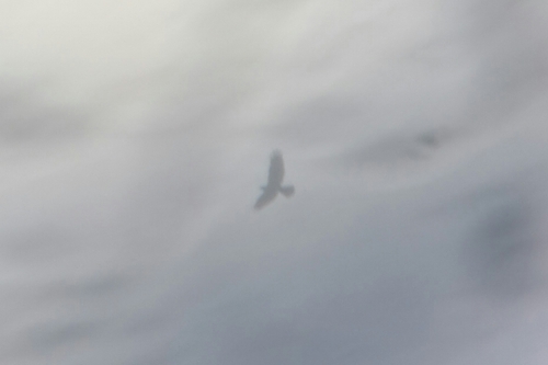 Western Marsh Harrier