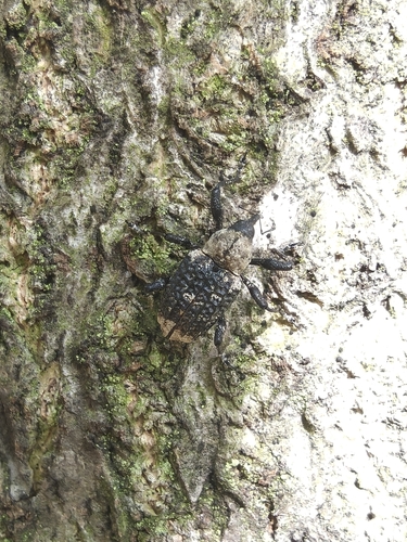 Eucryptorrhynchus scrobiculatus