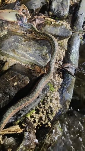 Hebius sangzhiensis