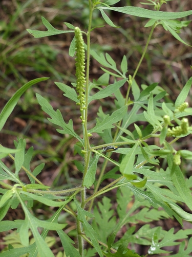 common ragweed