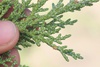 Juniperus occidentalis