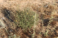 Encelia asperifolia