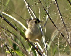 Prinia subflava pondoensis