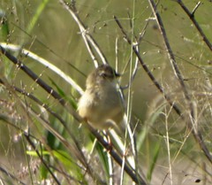 Prinia subflava pondoensis