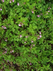 Geranium robertianum