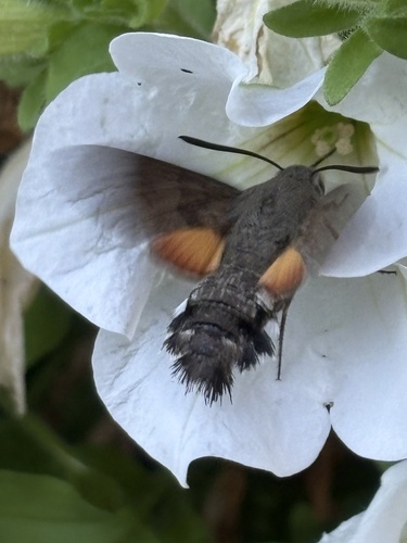 Eurasian Hummingbird Hawkmoth
