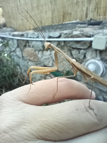 European Mantis