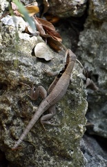 Leiocephalus macropus