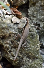 Leiocephalus macropus