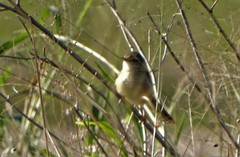 Prinia subflava pondoensis