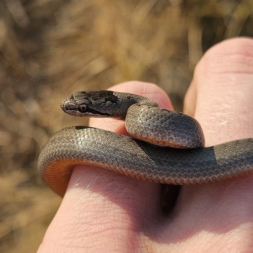 Smooth Snake