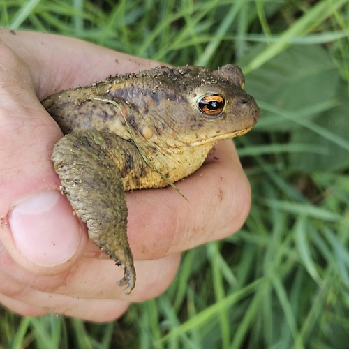 European Toad