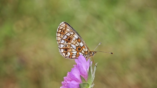 Eurasian Silver-bordered Fritillary
