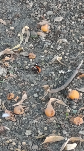Red Admiral