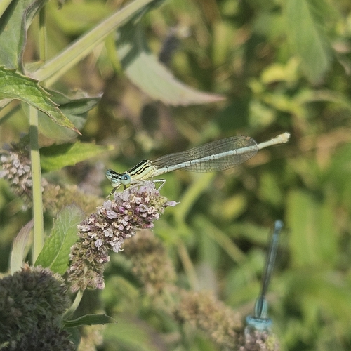 Blue Featherleg