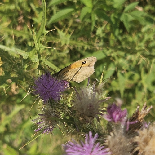 Meadow Brown