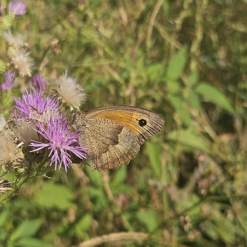 Meadow Brown