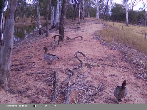 Australian Wood Duck
