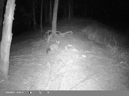 Eastern Brush-tailed Possum