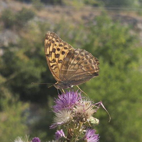 Silver-washed Fritillary
