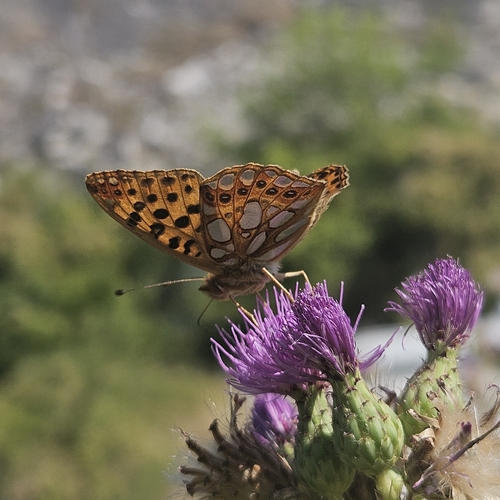 Queen of Spain Fritillary