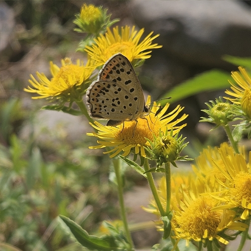 Sooty Copper