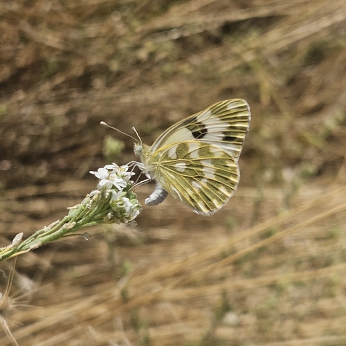 Eastern Bath White