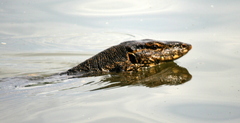 Varanus salvator bivittatus
