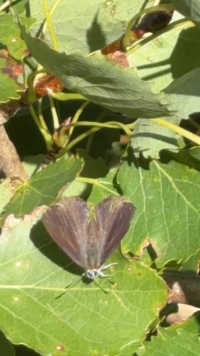 Purple hairstreak
