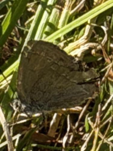 Purple hairstreak