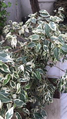 Ficus benjamina
