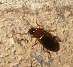 Stenolophus dissimilis