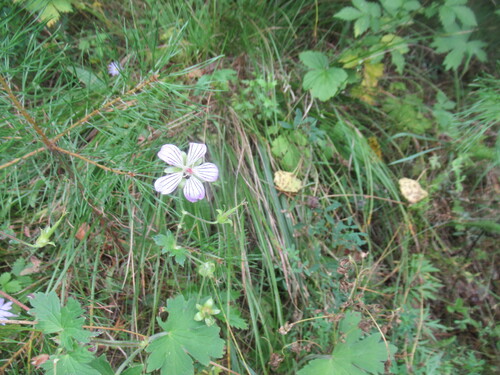 Geranium wlassovianum, photograph 1