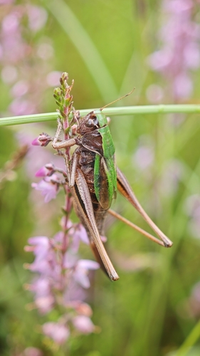 Bog Bush-cricket