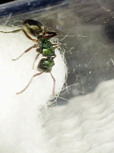 Polyrhachis hookeri