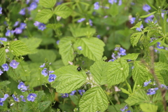 Otiorhynchus gemmatus