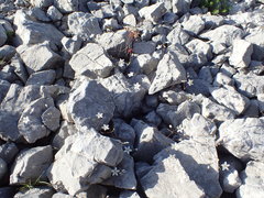 Arenaria provincialis