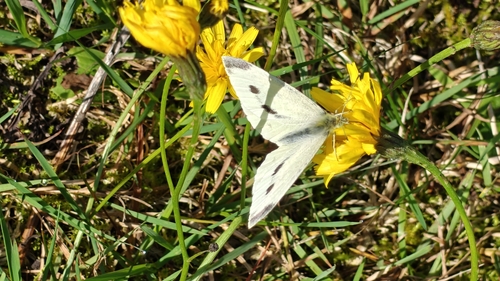Small White