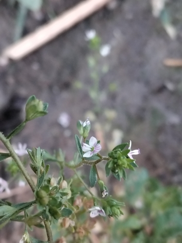 Veronica anagalloides