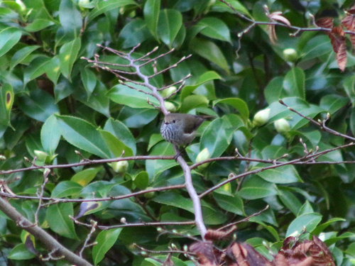 Brown Thornbill